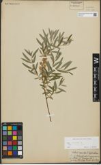 Foto von Salix repens subsp. rosmarinifolia (L.) Andersson